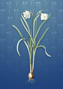 Narcissus Candidissimus