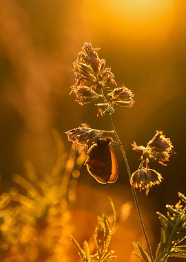 Sunrise on the meadow