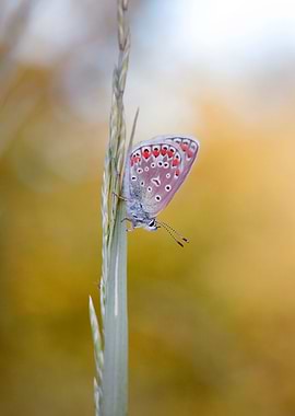 Spring butterfly