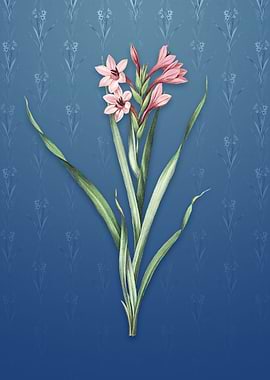 Sword Lily on Bahama Blue