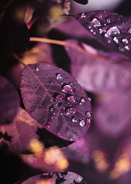 Purple leaves