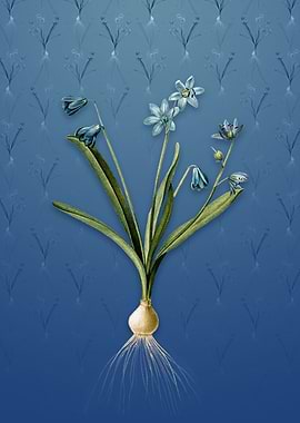 Vintage Scilla Amoena