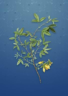 Stinking Bean Trefoil