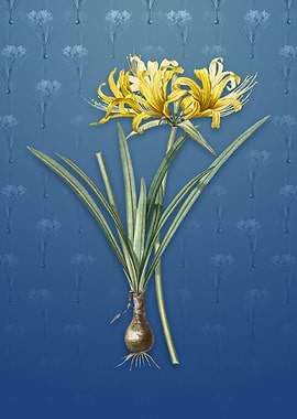 Golden Hurricane Lily