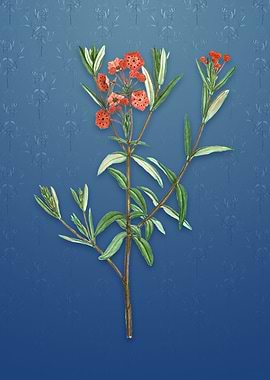 Vintage Bog Laurel Bloom