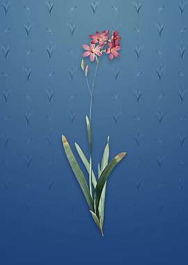 Corn Lily on Bahama Blue