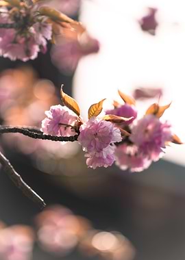 sakura flower