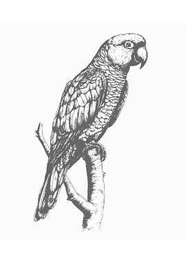 Sketch of bird hand draw