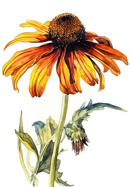 Black eyed Susan Painting