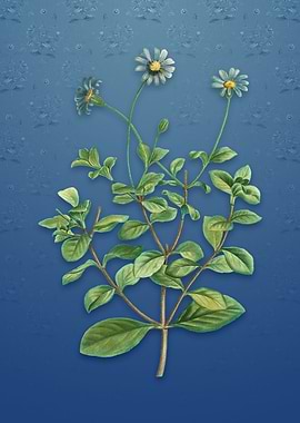 Blue Marguerite Plant