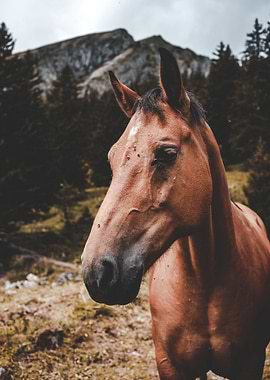 Horse