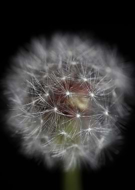 Taraxacum flower close up