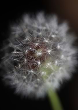 Taraxacum flower close up
