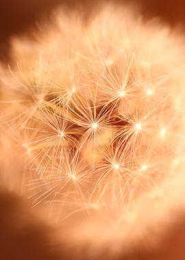 Taraxacum flower close up