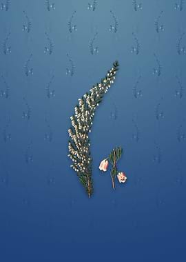 Bell Bearing Heath Flower