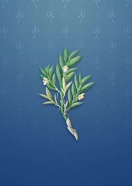 Two Edged Dendrobium