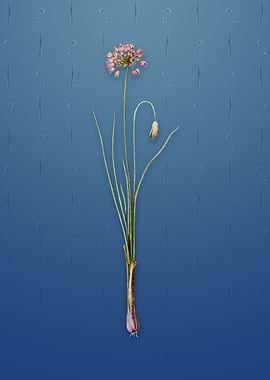 Vintage Autumn Onion