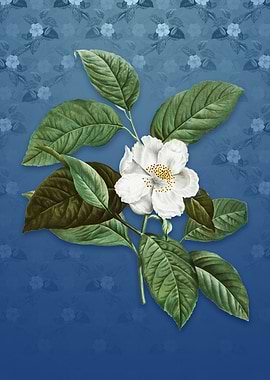 Vintage Stewartia Tree