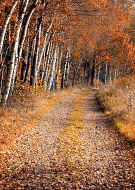 Autumn alley among birches