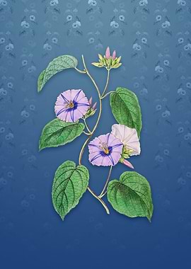 Hoary Jacquemontia Flower