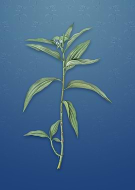 Dayflower on Bahama Blue