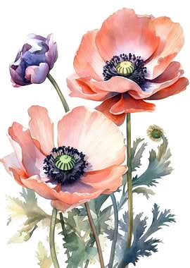Anemone Flower Beauty