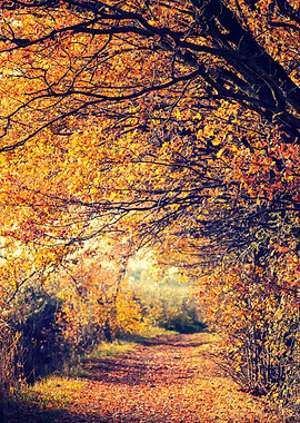 Autumn alley among trees