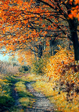 Autumn path among trees