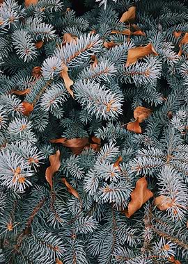 Landscape Photography