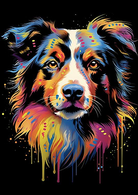 Australian Shepherd Aussie