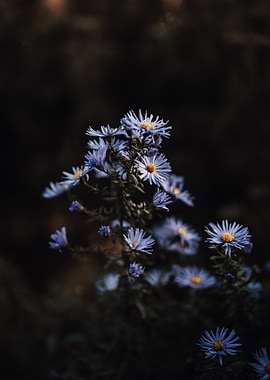 Moody Aster 3