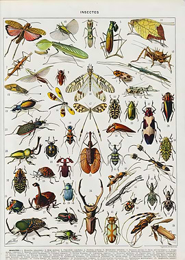 Vintage Adolphe Millot