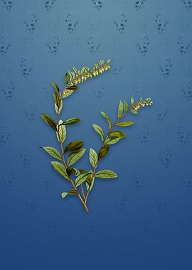 Andromeda Marginata Bloom