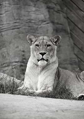 LIONESS