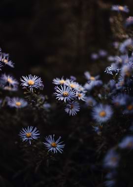 Moody Aster 1