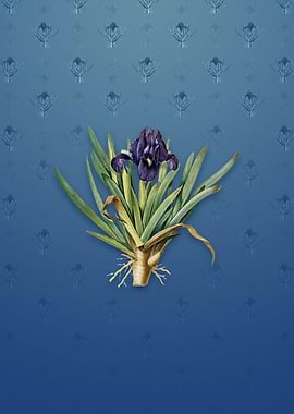 Pygmy Iris on Bahama Blue