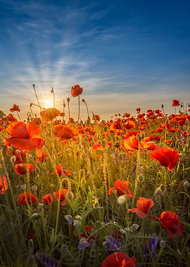Poppies in a lovely sunset