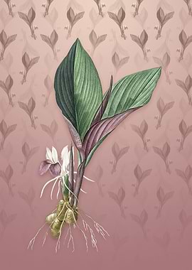 Vintage Koemferia Longa