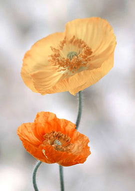 Colorful poppies