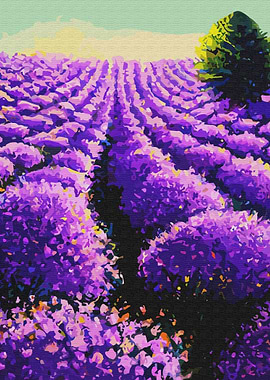 Lavender Bushes