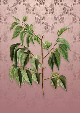 Vintage Common Hackberry