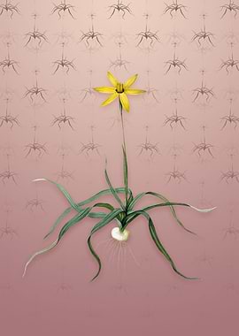 Vintage Hypoxis Stellata