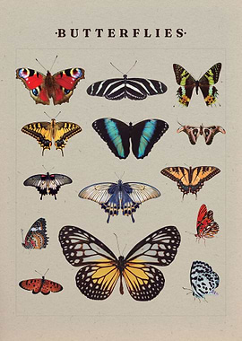 Butterflies
