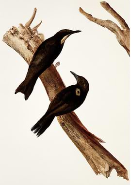 Birds on a Branch