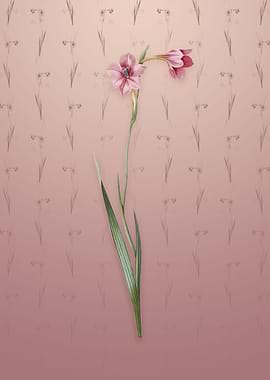 Sword Lily on Dusty Pink