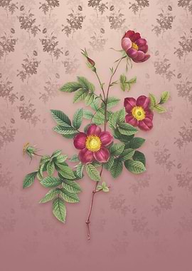 Vintage Alpine Rose