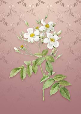 Musk Rose on Dusty Pink