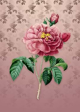 Vintage Gallic Rose