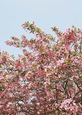 Flowers on 35mm Film