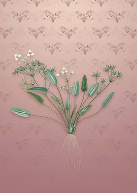 Starfruit on Dusty Pink